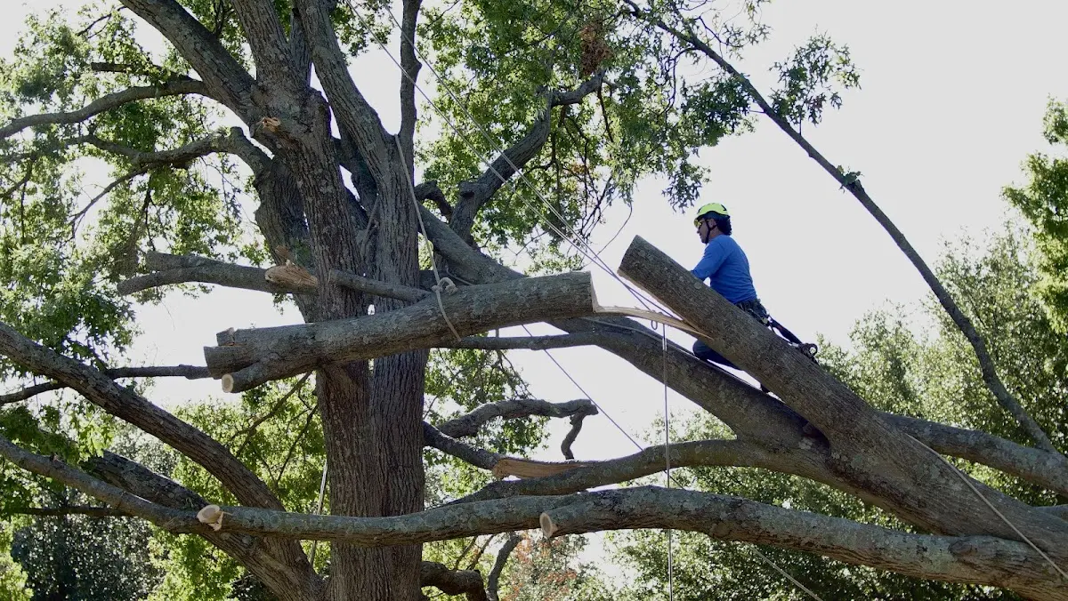 Professional Crown Thinning performed by certified arborists in The Plains